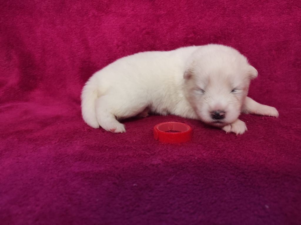 Of Baiwells Royal Aussies - Chiot disponible  - Samoyède