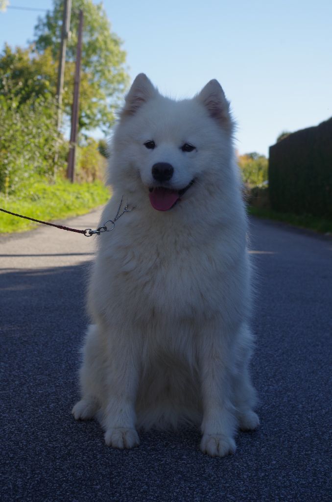 Polar starburst Of Baiwells Royal Aussies