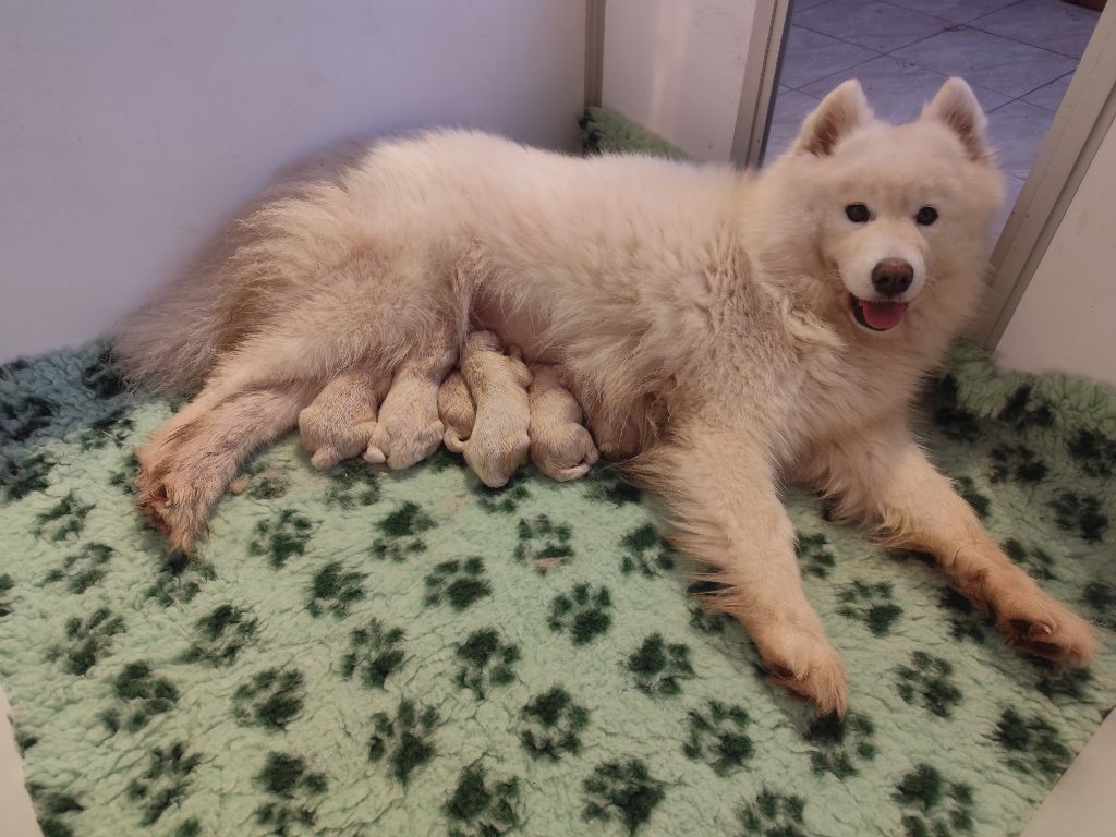 chiot Samoyède Of Baiwells Royal Aussies