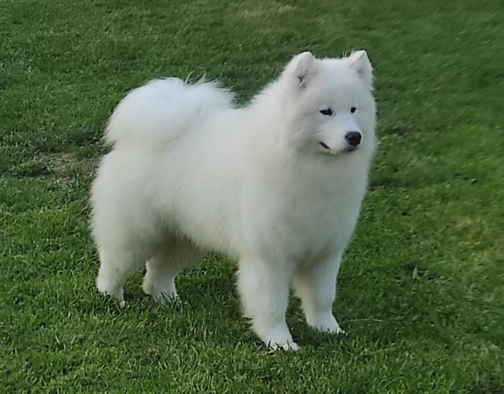 CH. J take a chance on me Of Baiwells Royal Aussies