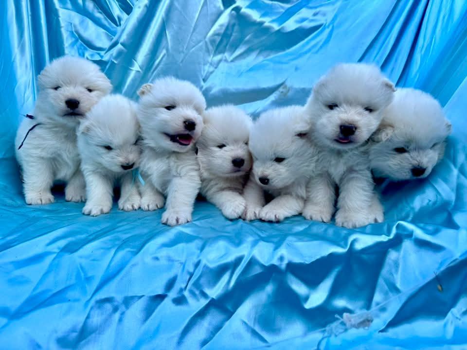 Les bébés de Radley et Tiffany nés le 21 mai 2025