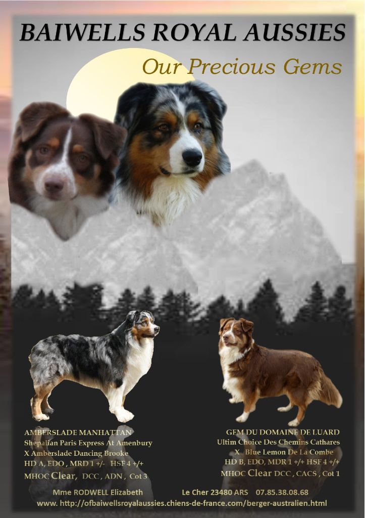 Chiot Berger Australien Of Baiwells Royal Aussies