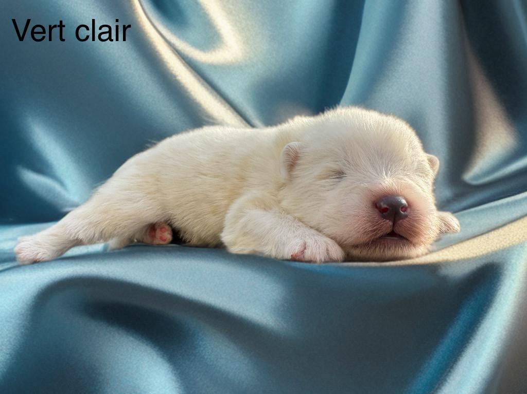 Of Baiwells Royal Aussies - Chiots disponibles - Samoyède