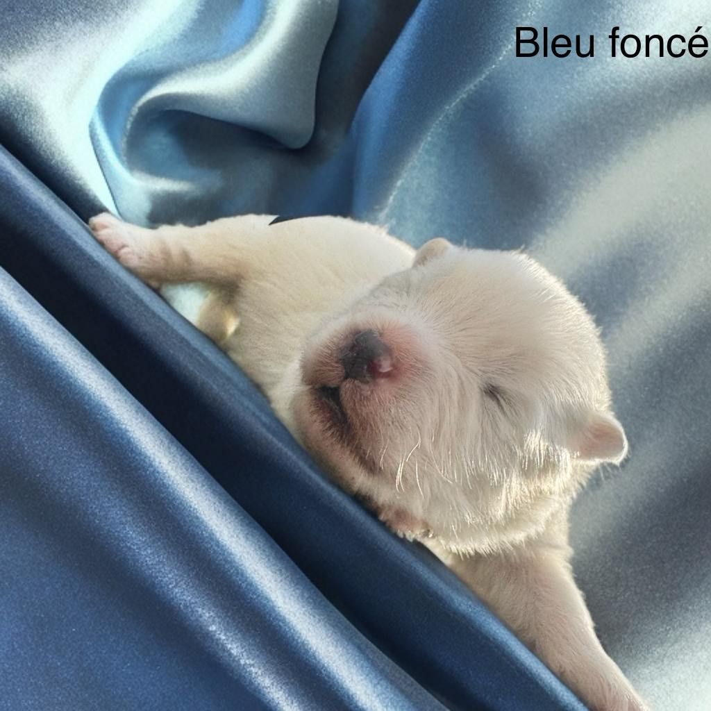 Of Baiwells Royal Aussies - Chiots disponibles - Samoyède