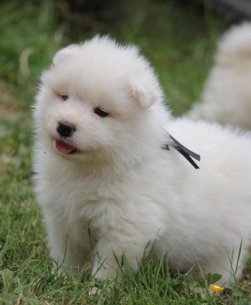 Of Baiwells Royal Aussies - Chiots disponibles - Samoyède