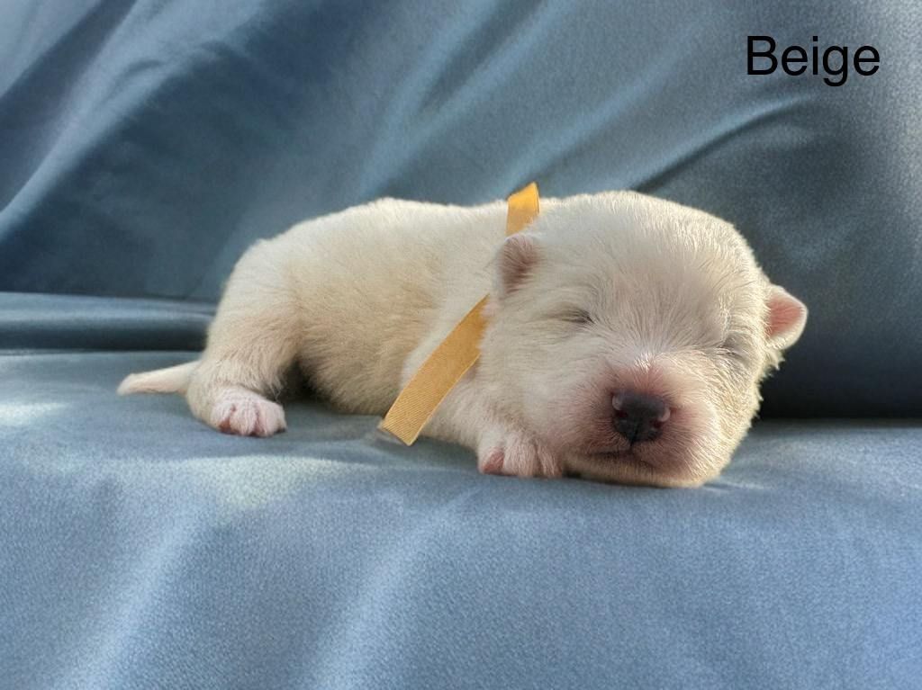 Of Baiwells Royal Aussies - Chiots disponibles - Samoyède