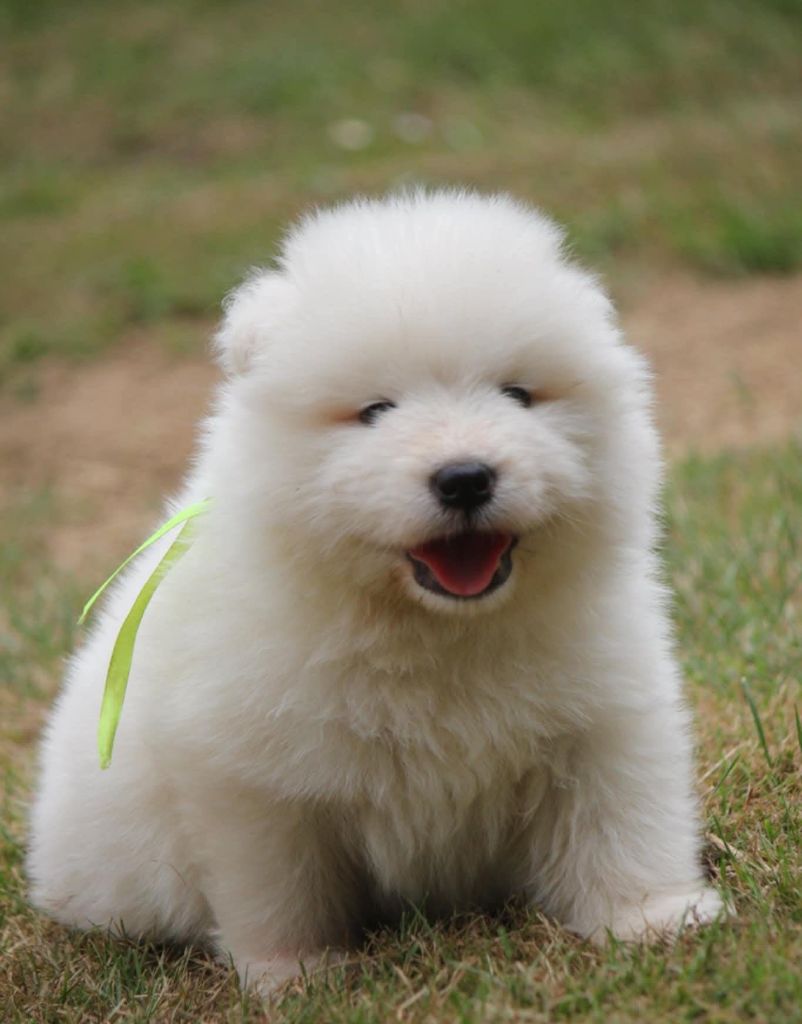 Of Baiwells Royal Aussies - Chiots disponibles - Samoyède