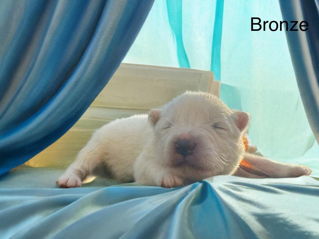 Of Baiwells Royal Aussies - Chiots disponibles - Samoyède