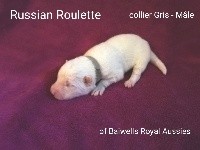 Russian Roulette