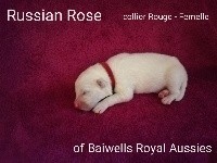 Russian Rose