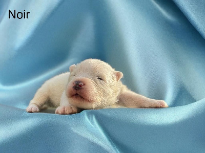 CHIOT 1