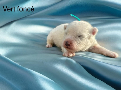 CHIOT 2