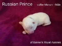 Russian Prince