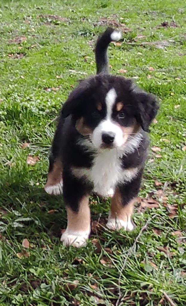 Of Baiwells Royal Aussies - Chiots disponibles - Berger Australien