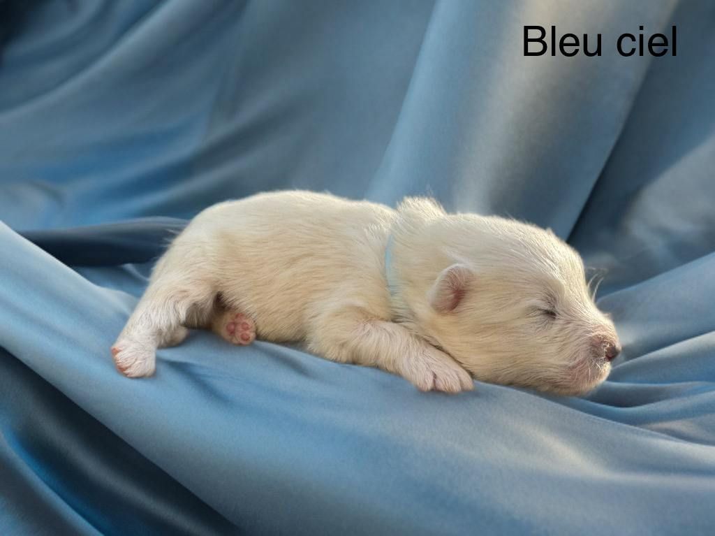 Of Baiwells Royal Aussies - Chiots disponibles - Samoyède